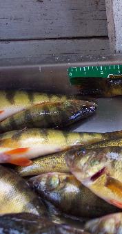 jumbo perch
