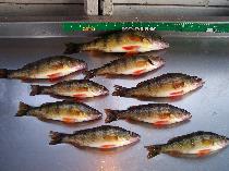 perch