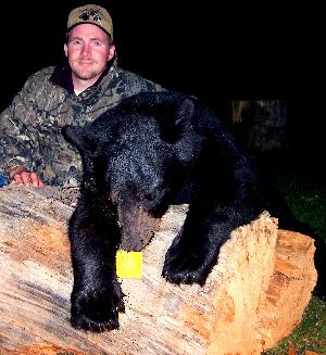 Trophy black bear