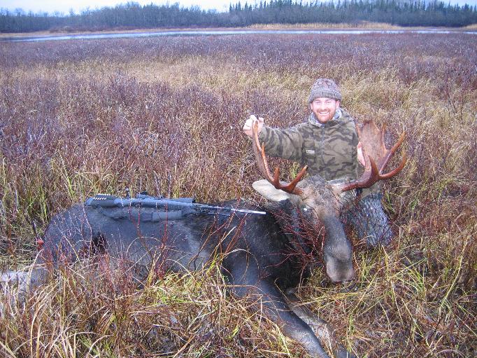 Bull moose